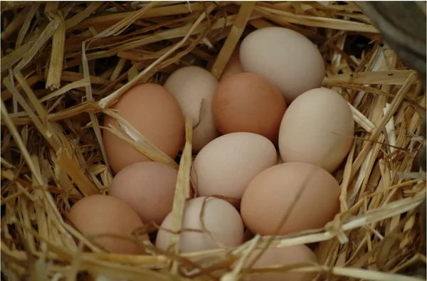 Домашние куриные яйца