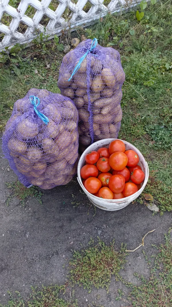Картофель
