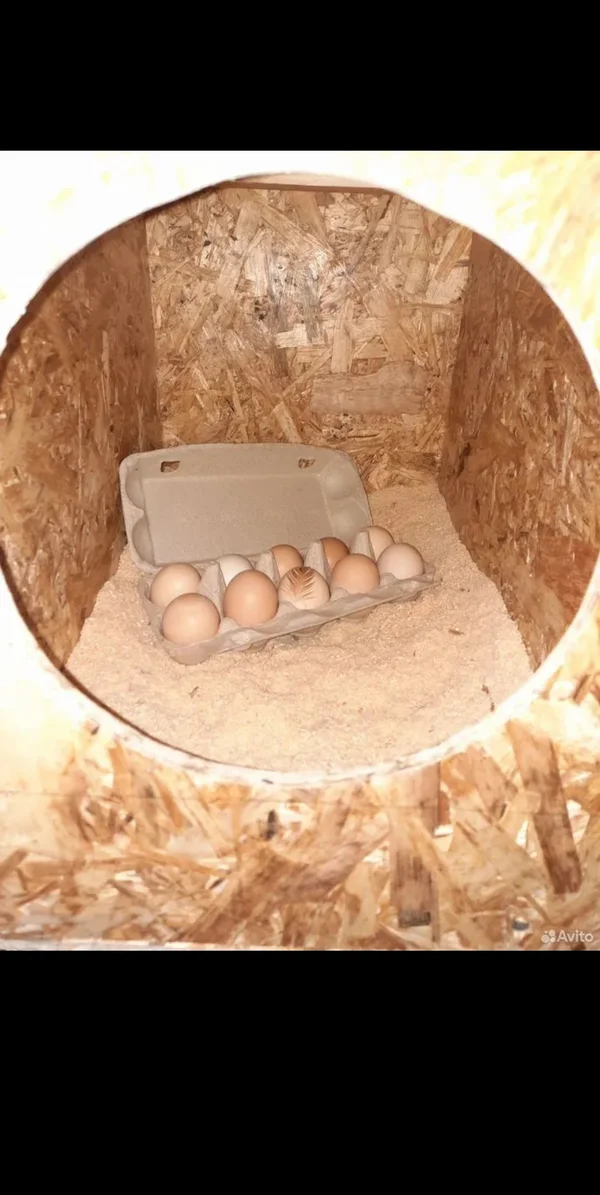 Домашние яйца