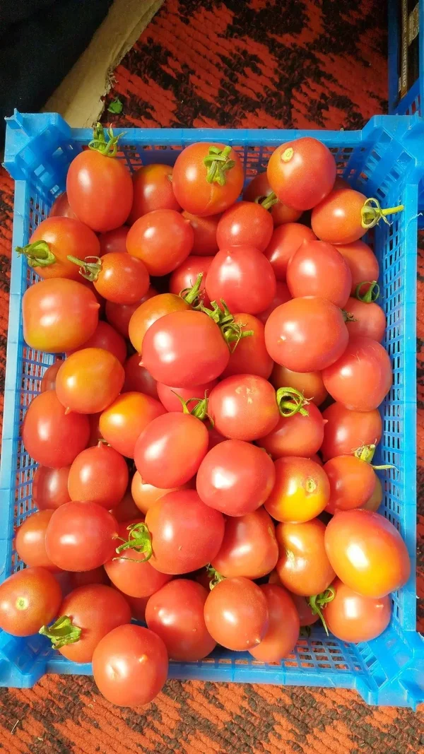 Помидоры де барао некрупные