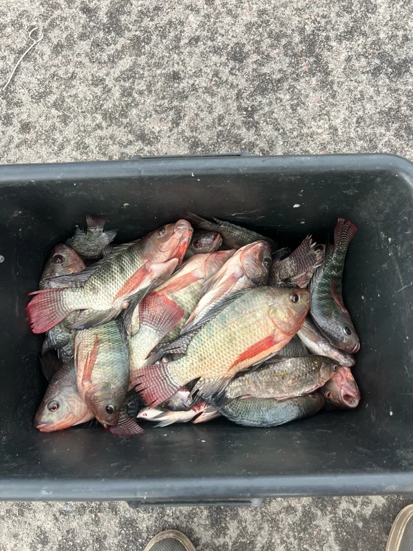 Рыба телапия