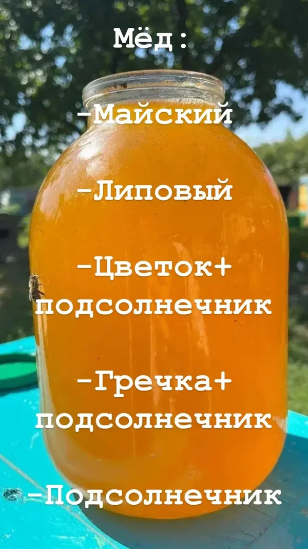 Мед