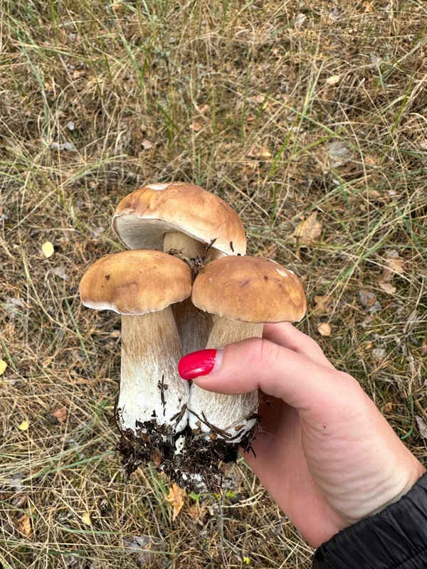Белые грибы