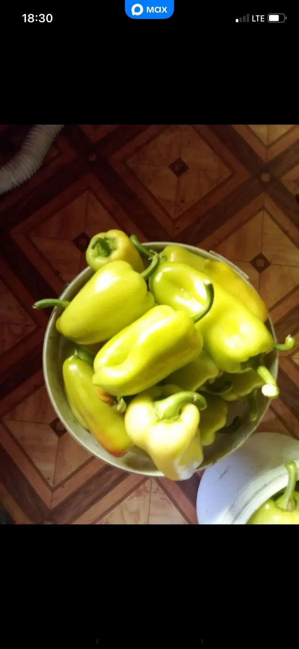 Перец болгарский