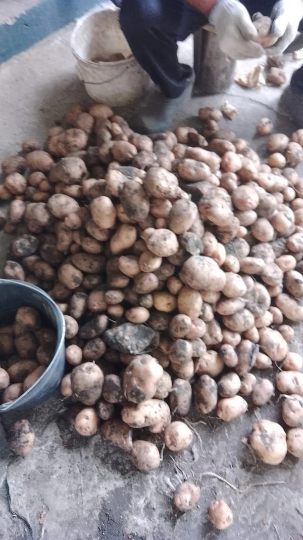 Картофель