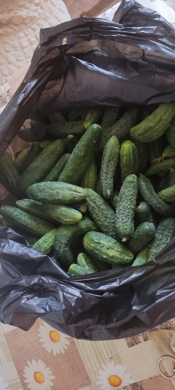 Огурцы