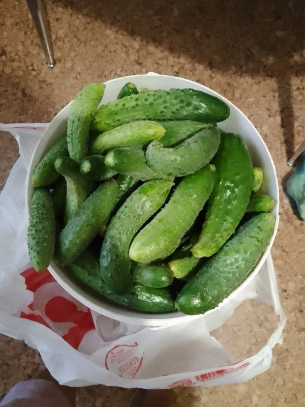 Огурцы домашние