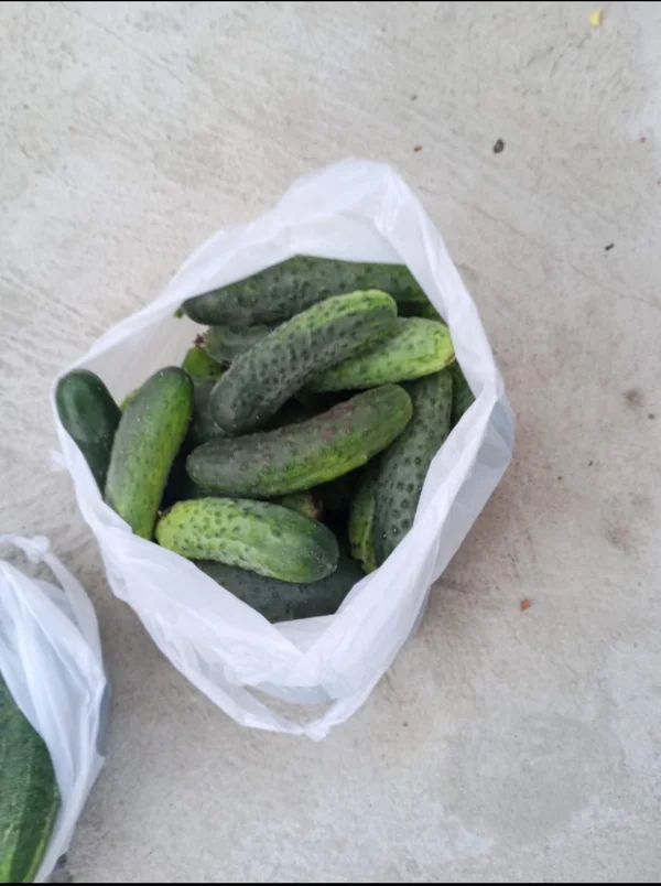Огурцы грунтовые