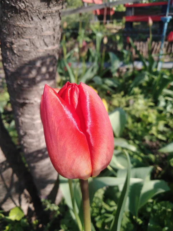 Тюльпаны срезка