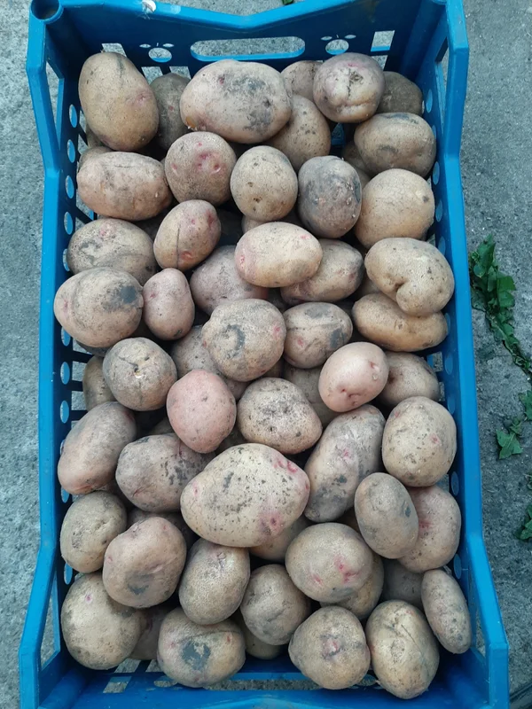 Картофель домашний