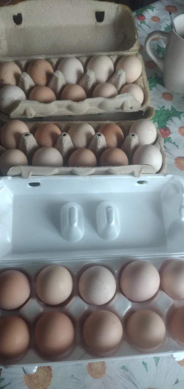 Яички от домашних курочек