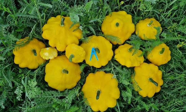 Патиссоны