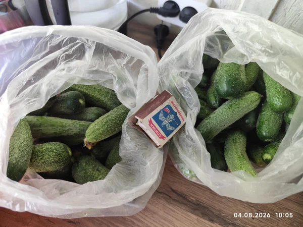Огурцы