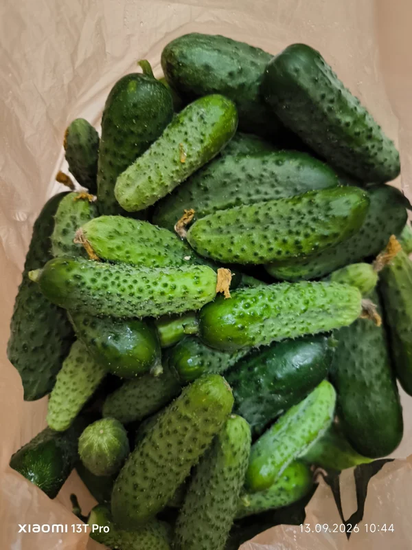 Огурцы