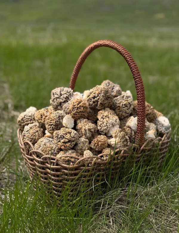 Степной сморчок