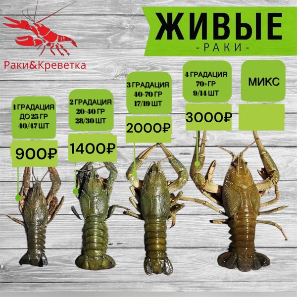 Раки