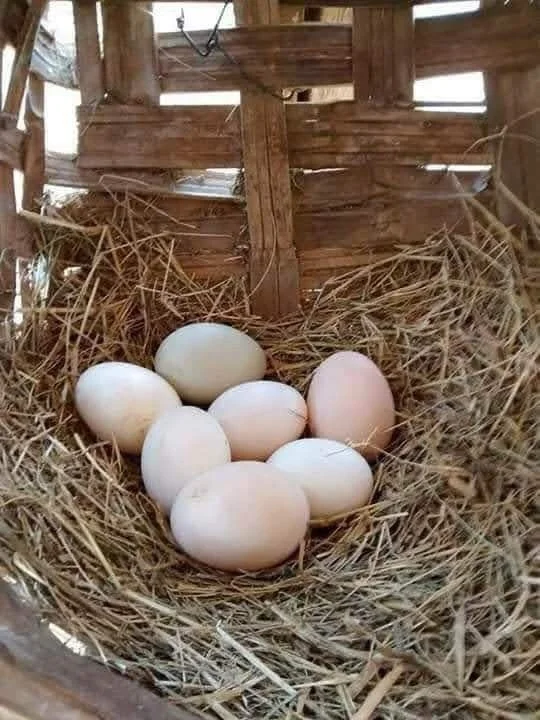 Яйца куриные