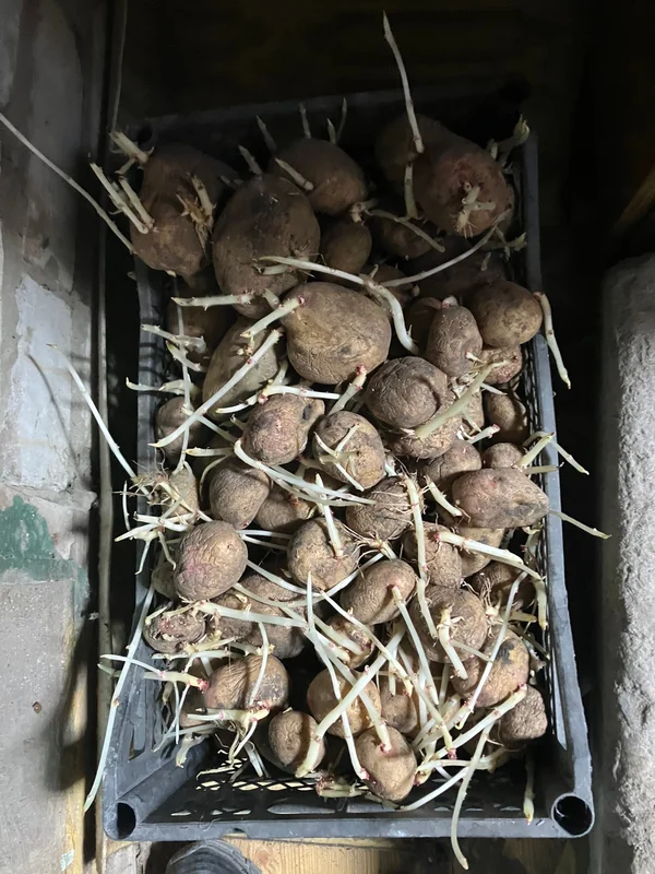 Картофель