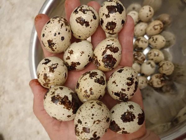 Перепелиные яйца