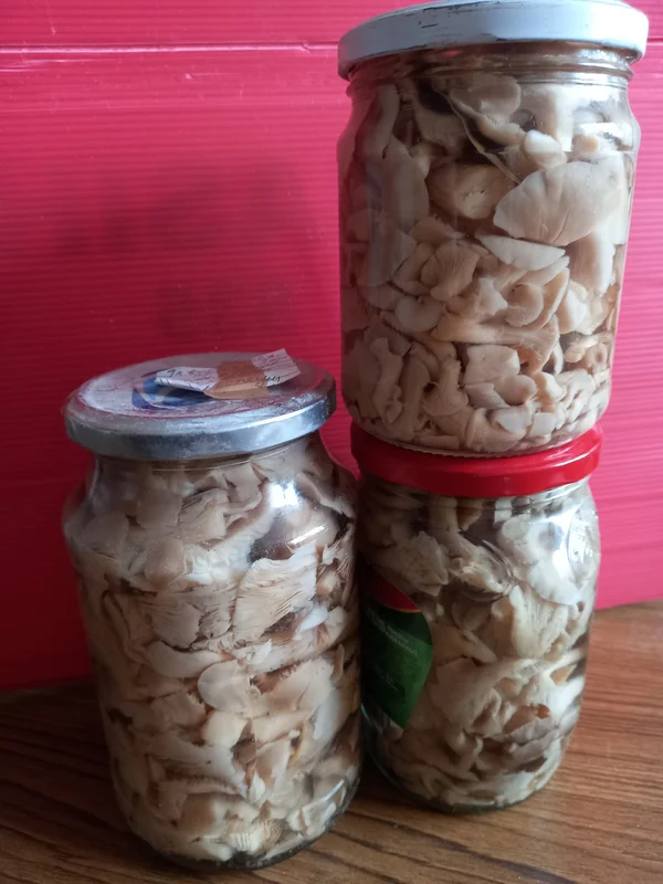 Маринованные грибы вешенки летние