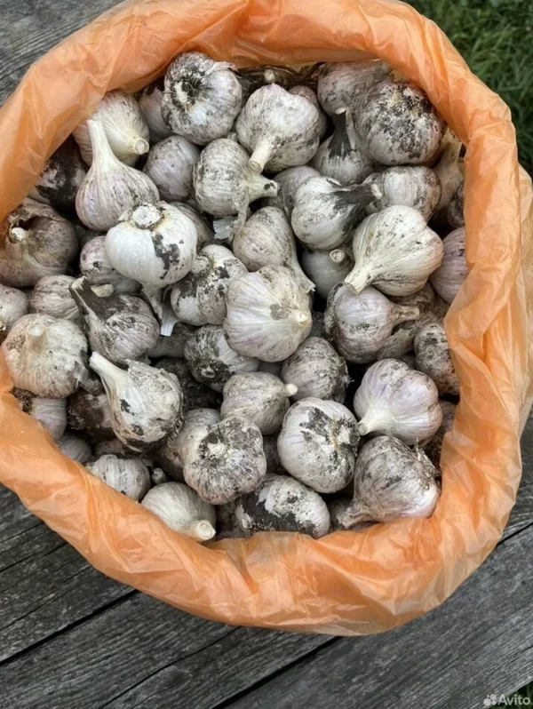 Чеснок