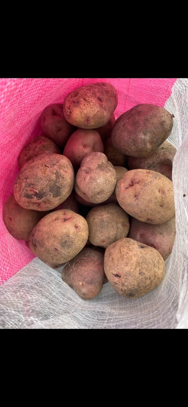 Картофель
