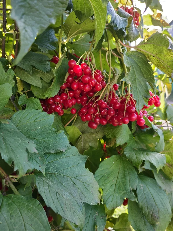 Калина