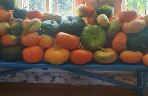 Тыква