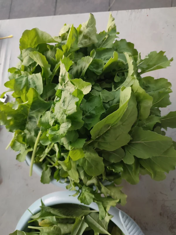 Руккола, салат, шпинат