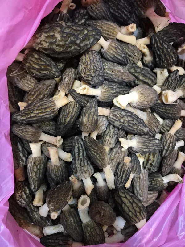 Сморчки конические свежие