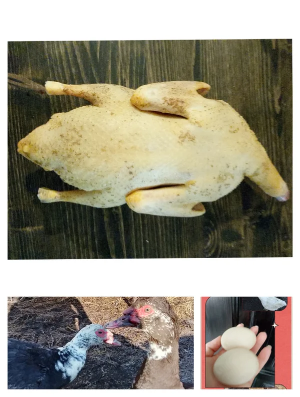 Индоутка на мясо