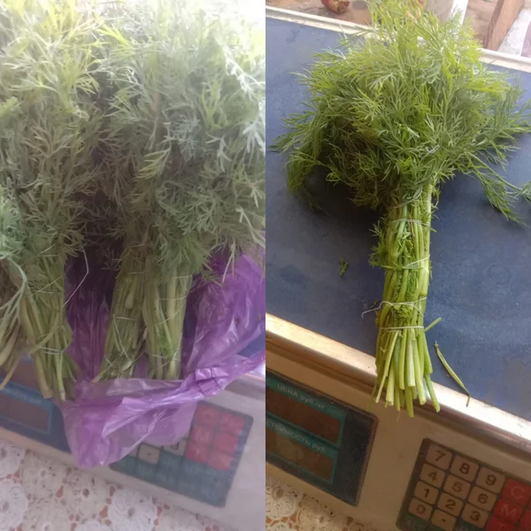 Огурцы