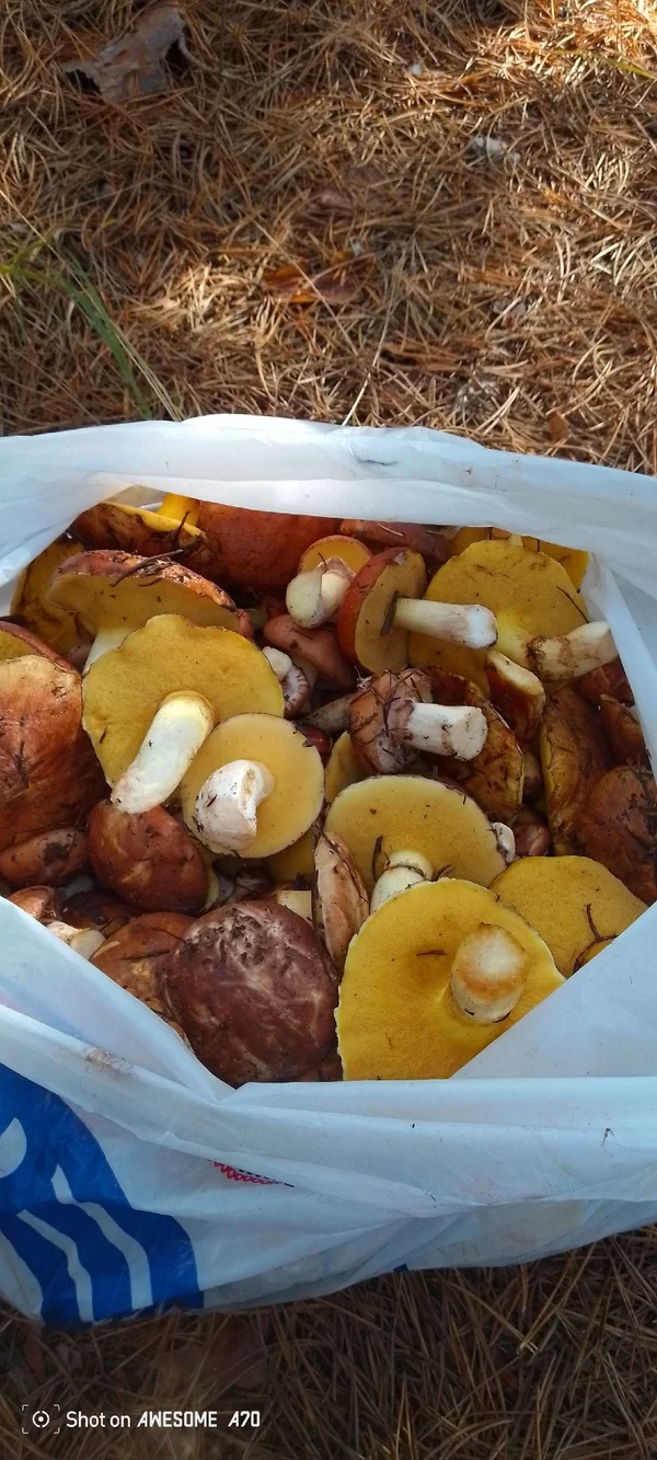 Маслята свежесобранные