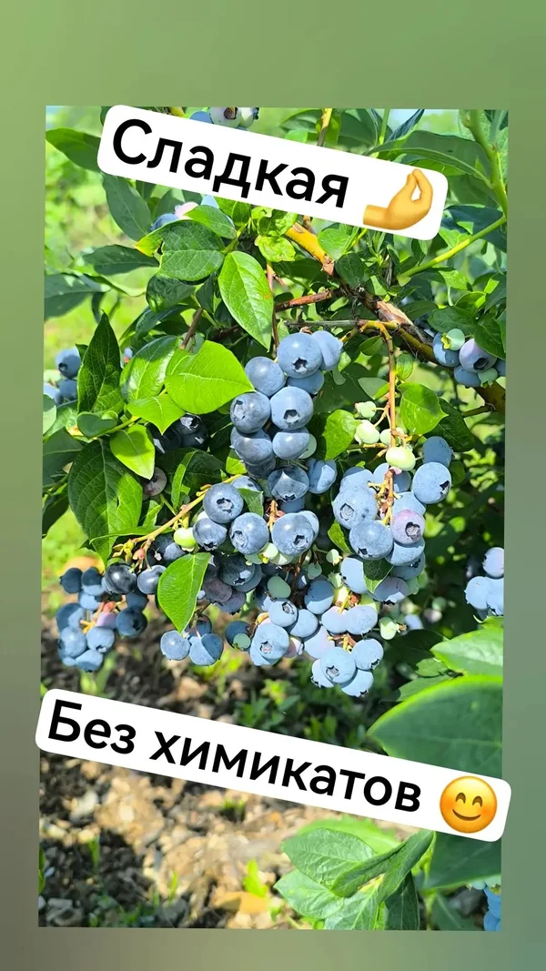 Голубика