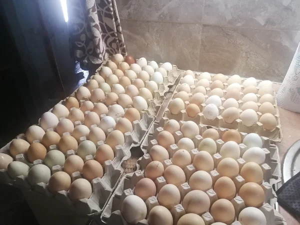 Яйцо куриное