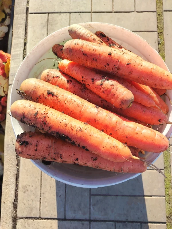Морковь