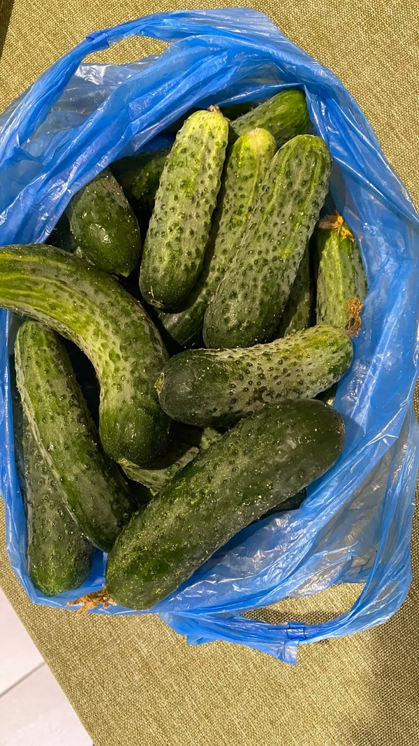 Огурцы