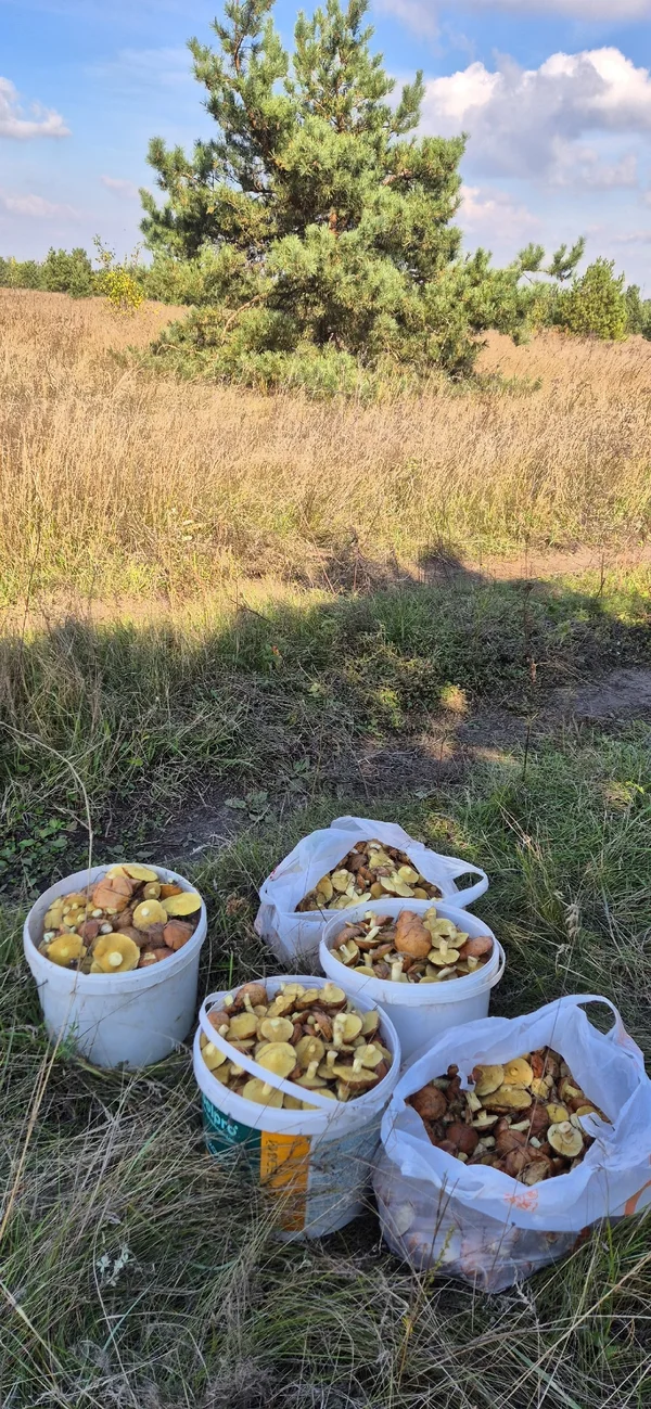 Маслята