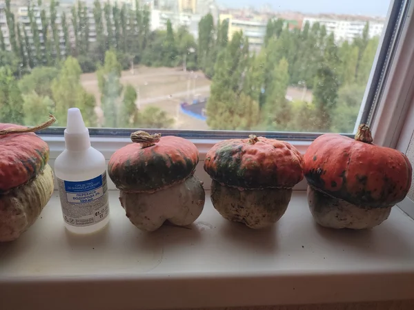 Тыквы декоративные