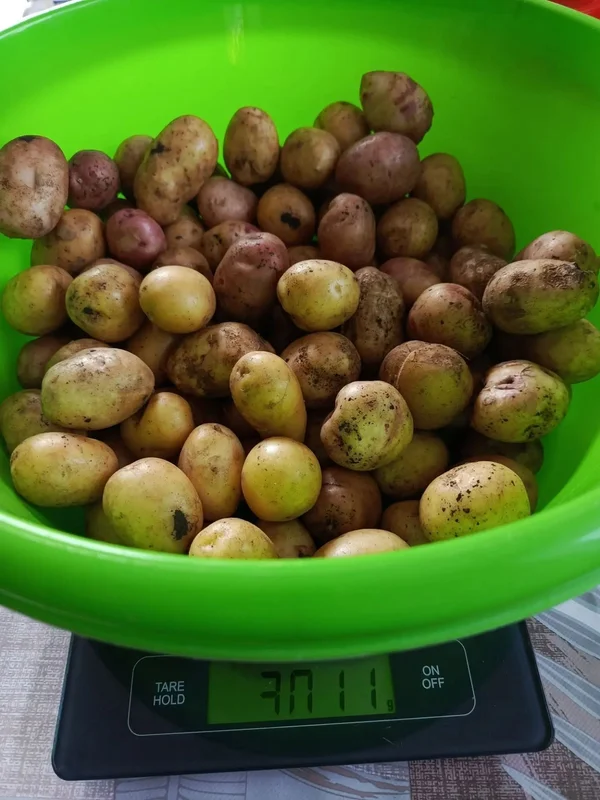 Картофель