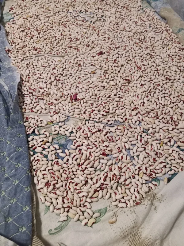 Фасоль