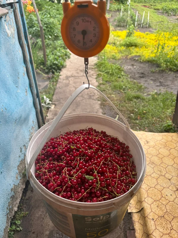 Красная смородина