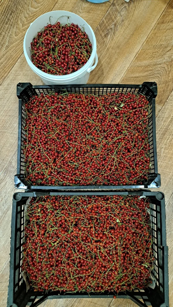 Смородина черная