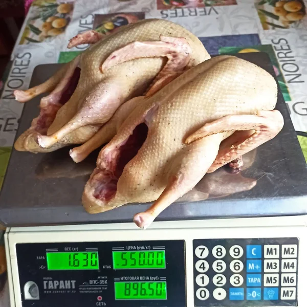 Утка домашняя