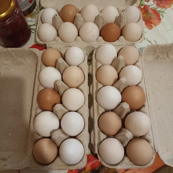 Куриное яйцо