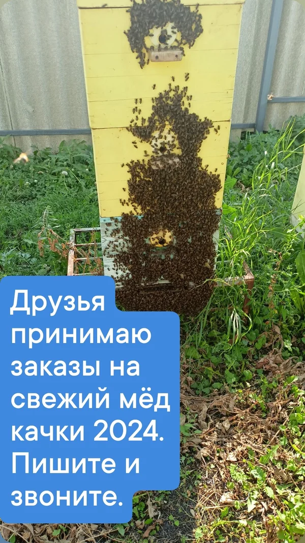 Мёд