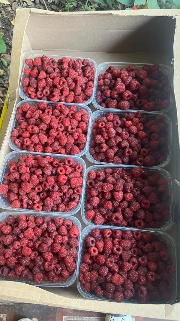 Малина