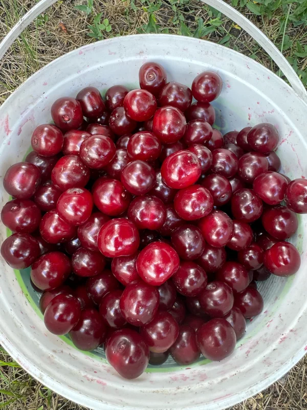 Вишня
