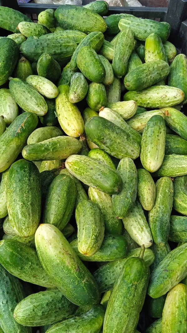 Огурцы