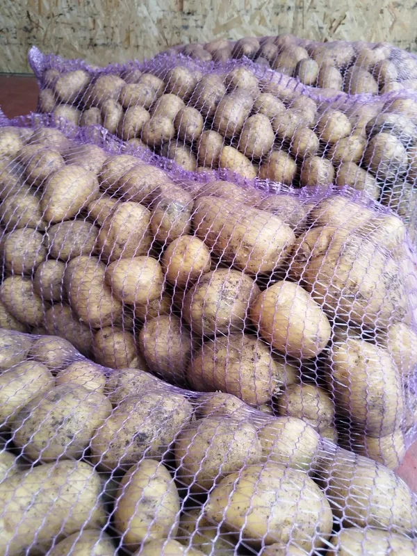 Картофель